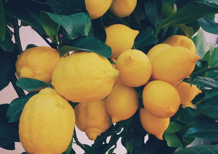 Le citron et ses propriétés